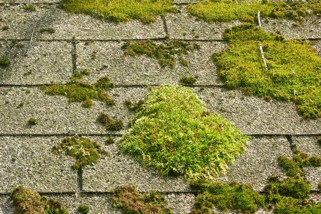 Umbrella Property Services - Moss on the roof
