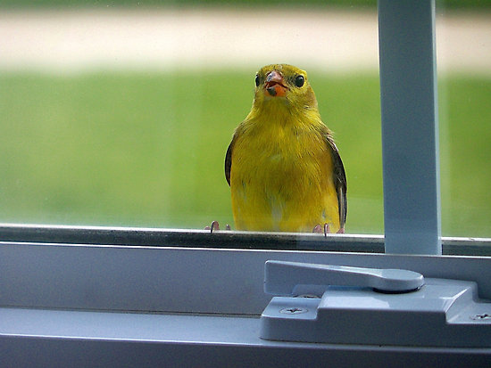 Umbrella Property Services - Saving Birds From Crashing Into Windows