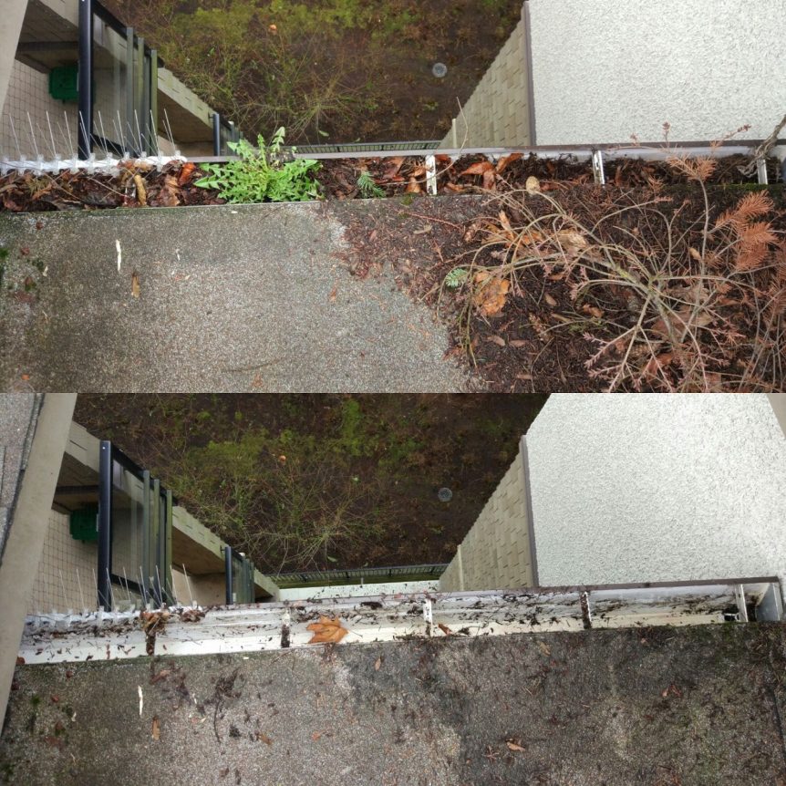 plants in gutters vs clean gutters. Umbrella Property services provide gutter cleaning services in Vancouver.